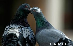 10 mitos sobre pombos