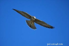 Como os falcões peregrinos voam tão rápido?