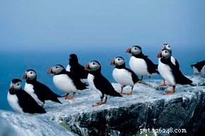Qual ​​é a diferença entre um pinguim e um papagaio-do-mar?