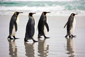 Vad är skillnaden mellan en pingvin och en lunnefågel?
