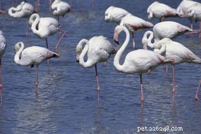 Varför står flamingos på ett ben?