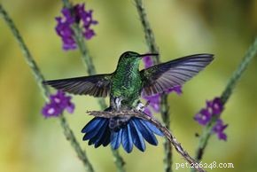 Hebben kolibries seks in de lucht?