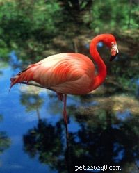Waarom staan ​​flamingo s op één been?