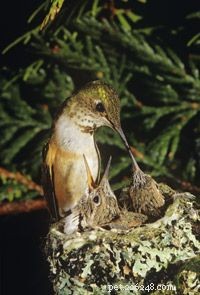 Занимаются ли колибри сексом в воздухе?