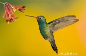 Fakta o kolibříku