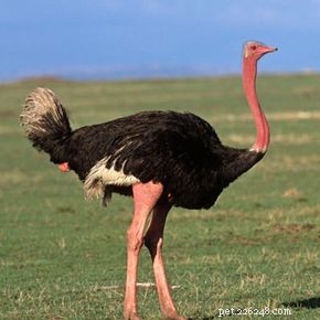 Fatos sobre avestruzes