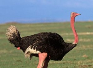 Fatos sobre avestruzes
