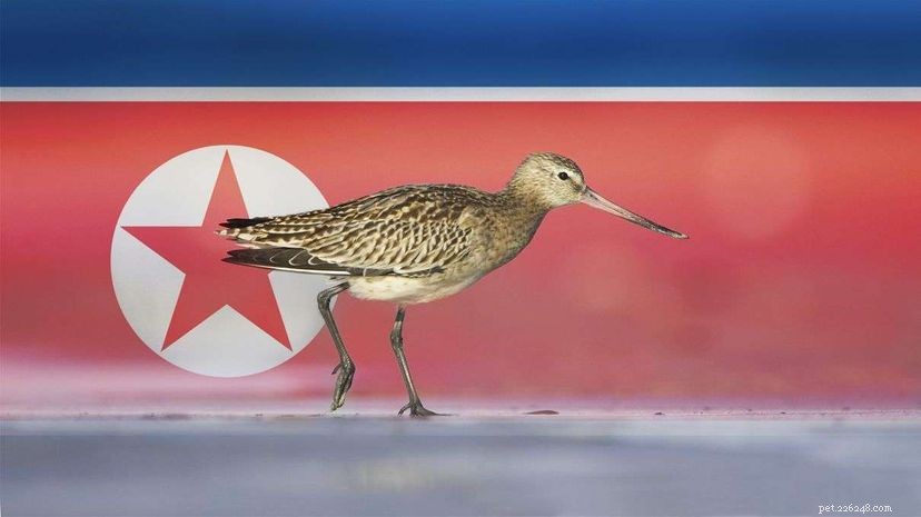 Como a Coreia do Norte sendo ruim para as pessoas é boa para os pássaros