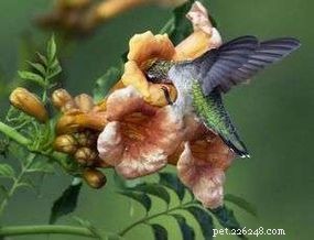 Raad eens hoe ver een kolibrie kan vliegen zonder te stoppen. Nee, het is verder.
