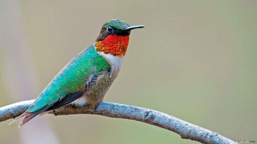 Gissa hur långt en kolibri kan flyga utan att stanna. Nej, det är längre.