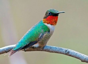 Hádejte, jak daleko může kolibřík letět bez zastavení. Ne, je to dál.