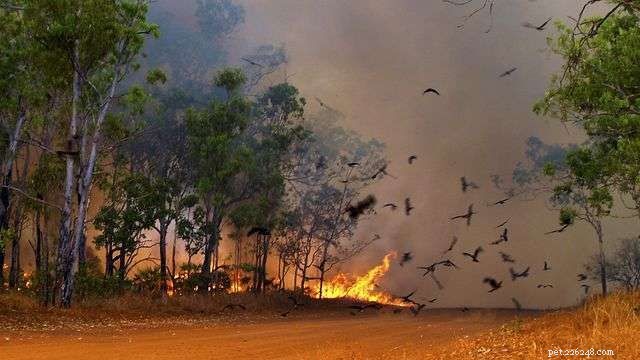 As pipas negras são incendiárias de aves, espalhando incêndios florestais para expulsar a presa?