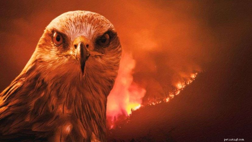 Är svarta drakar fågelbrännare och sprider skogsbränder för att spola ut byten?