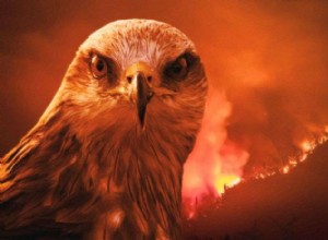 Är svarta drakar fågelbrännare och sprider skogsbränder för att spola ut byten?