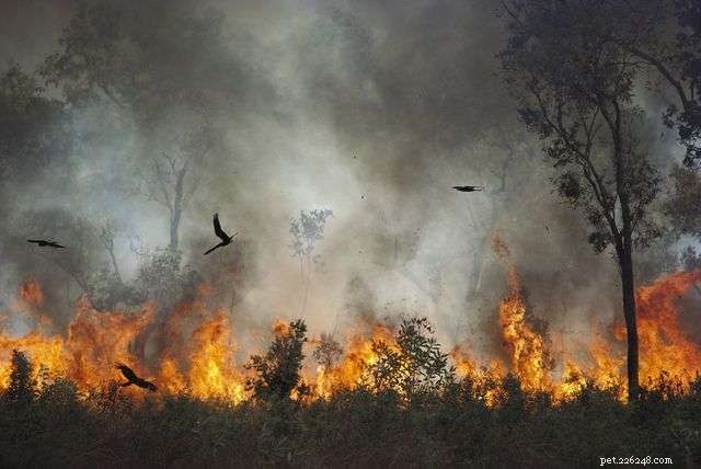 Zijn zwarte wouwen aviaire brandstichters, die bosbranden verspreiden om prooien weg te spoelen?