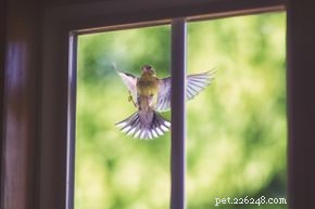 10 superstições sobre pássaros