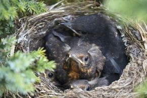 Os pássaros realmente abandonarão seus filhotes se os humanos perturbarem o ninho?