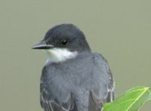 Kingbird orientale
