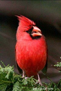 Северный кардинал