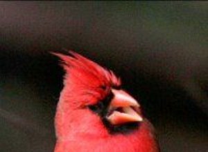 Norra kardinal