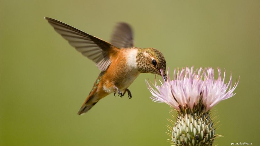 Kolibři:čím je krmit a jarní otázky a odpovědi