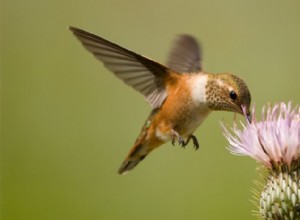 벌새:벌새에게 먹이는 것과 봄철 Q&A