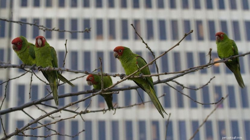 Waar komen de wilde papegaaien van San Francisco vandaan?