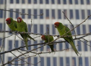 Var kom San Franciscos vilda papegojor ifrån?
