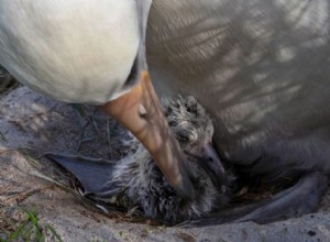 Wijsheid, de oudste vogel ter wereld, verwelkomt nog een kuiken