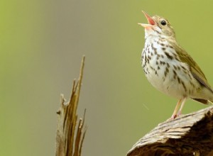 Bara fåglar har en syrinx och det är därför de sjunger