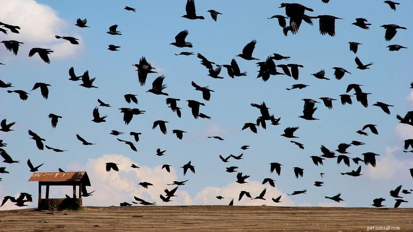 Ne všichni ptáci létají na jih na zimu:Částečná migrace je na vzestupu