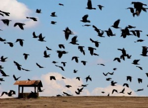 Ne všichni ptáci létají na jih na zimu:Částečná migrace je na vzestupu