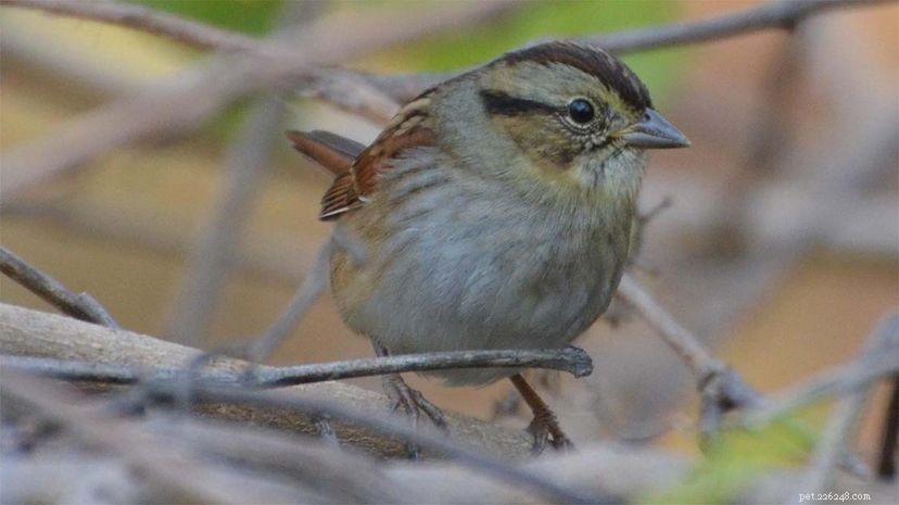 Swamp Sparrow:Zpívání stejné melodie pro generace