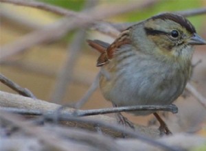 Swamp Sparrow:Zpívání stejné melodie pro generace