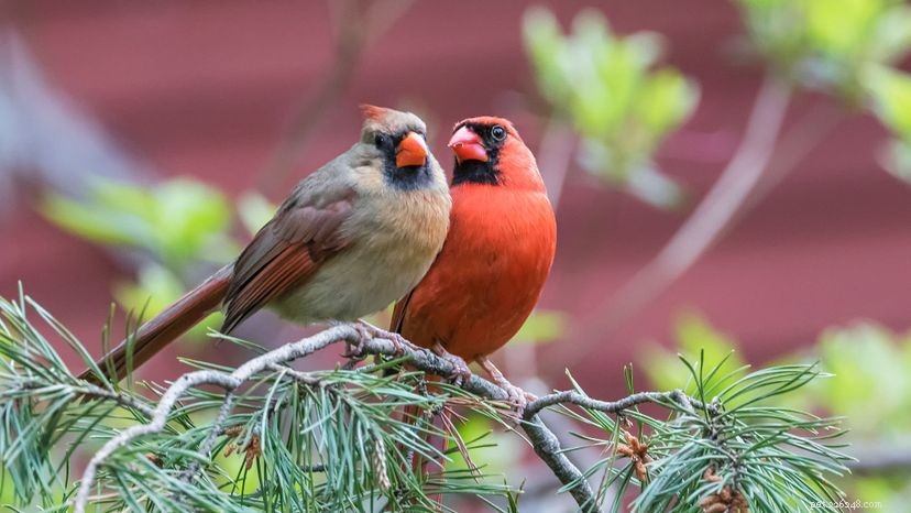 암컷 새가 노래하는 이유를 알아야 합니다