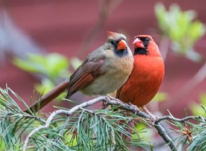 Nous devons savoir pourquoi l oiseau femelle chante
