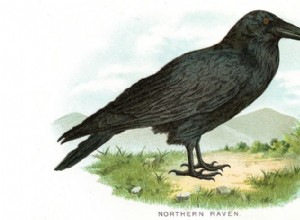 American Crows and Ravens:Whats the Difference?
