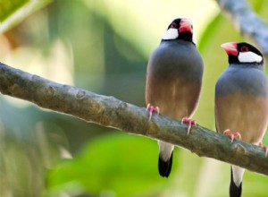 Tito malí vrabci posuzují potenciální partnery při tanečních pohybech, ne v písni