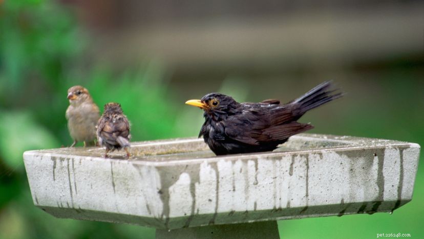 Diferentes espécies de pássaros podem se comunicar?