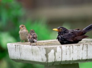 Diferentes espécies de pássaros podem se comunicar?