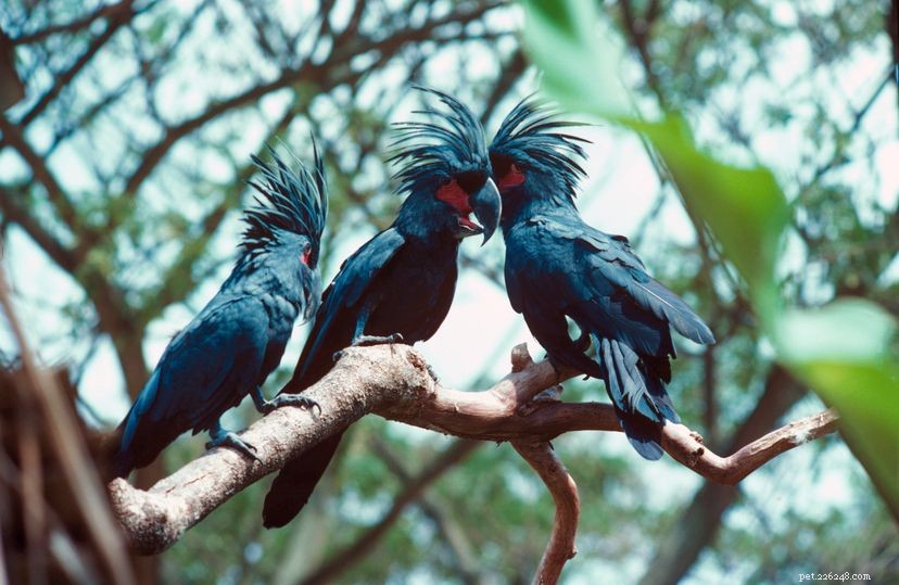수컷 앵무새들이 인상적인 드럼 솔로로 숙녀들에게 구애를 합니다.