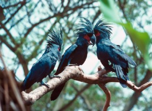Kakaduor manliga uppvaktar sina damer med imponerande trumsolo