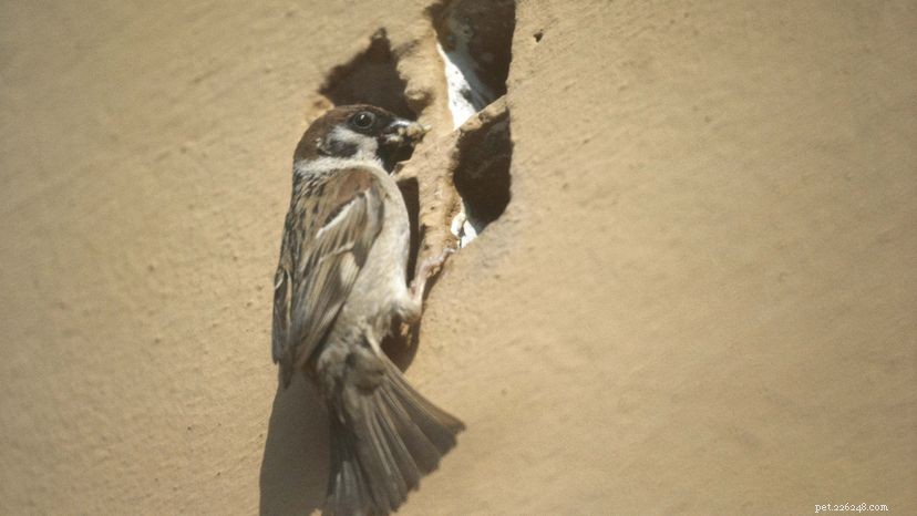 Pássaros urbanos expulsam insetos com bundas