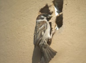 Utbyfåglar tar bort insekter med rumpor