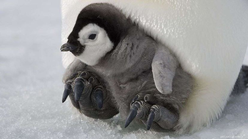 Tučňáci po celé Antarktidě mají také ptačí chřipku