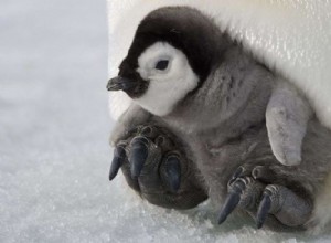 Os pinguins da Antártida também têm gripe aviária