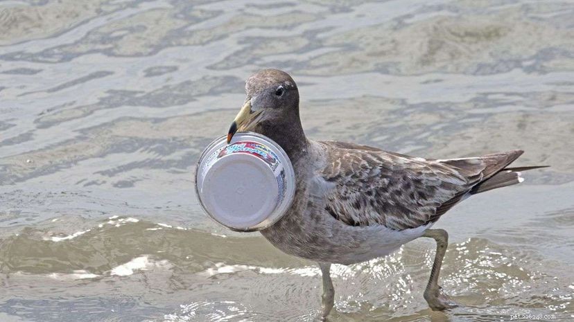 바닷새가 플라스틱을 먹는 악취가 나는 이유가 있습니다.