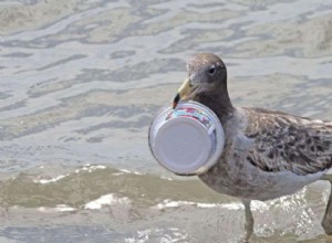 바닷새가 플라스틱을 먹는 악취가 나는 이유가 있습니다.