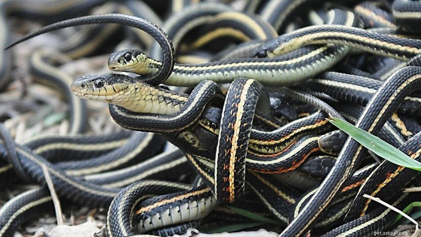 Вы когда-нибудь задумывались, как спариваются змеи?