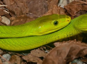 Har du någonsin undrat hur ormar parar sig?